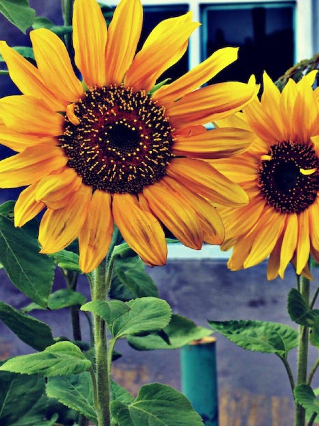 বাড়ির টবে সহজেই হবে প্রচুর সূর্যমুখী, শিখে নিন বিশেষ পদ্ধতি