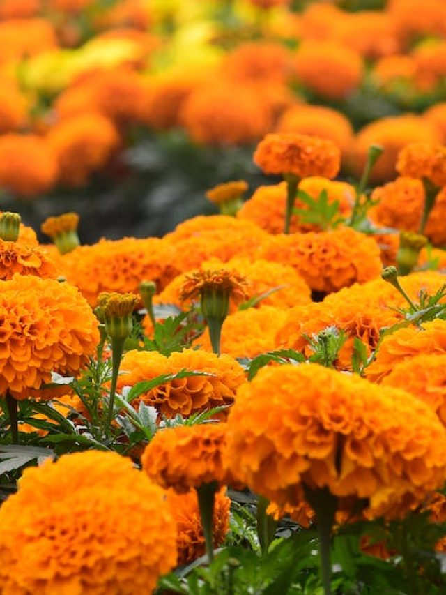 টবের গাঁদা গাছ হবে ঝাঁকড়া, ভরবে ফুলে, থাকল উপায়