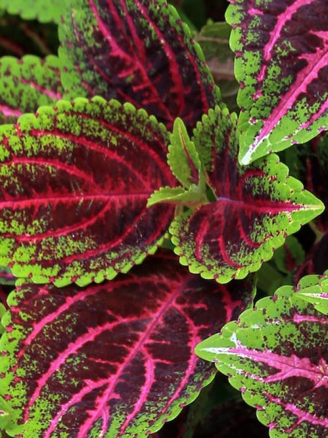 বাড়িতে রোদ কম? বসান এই ৫ গাছ