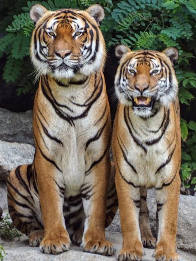 দেশের সেরা ৬ টাইগার রিজার্ভার, কাছ থেকে বাঘ দেখতে চাইলে যাওয়া মাস্ট