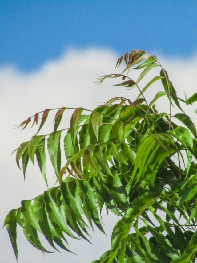 5 Benefits Of Eating Neem Leaves On An Empty Stomach