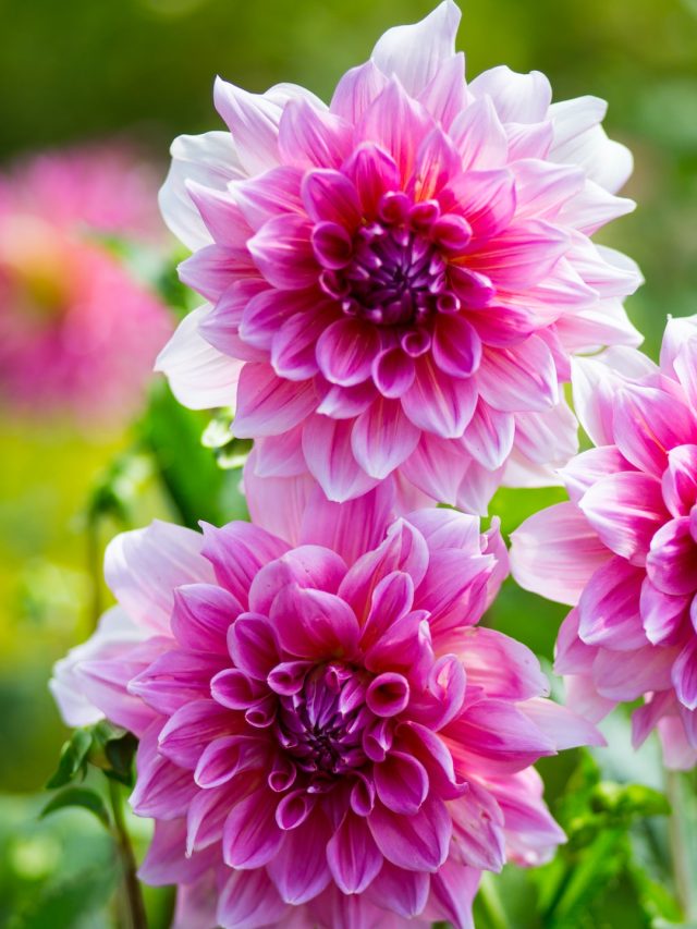 বাড়ির টবেই হবে ইয়া বড় বড় ডালিয়া, জেনে নিন পরিচর্যা