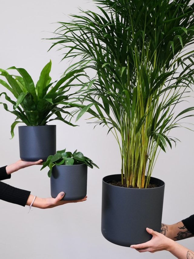 এয়ার পিউরিফায়ারের  মতো কাজ করে এই ৫ ইন্ডোর প্লান্ট