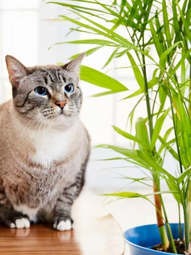 মনে হবে জঙ্গলে আছেন, বাতাস থেকে দূষণ শুষে নেয় এই ৭ ইন্ডোর প্ল্যান্ট