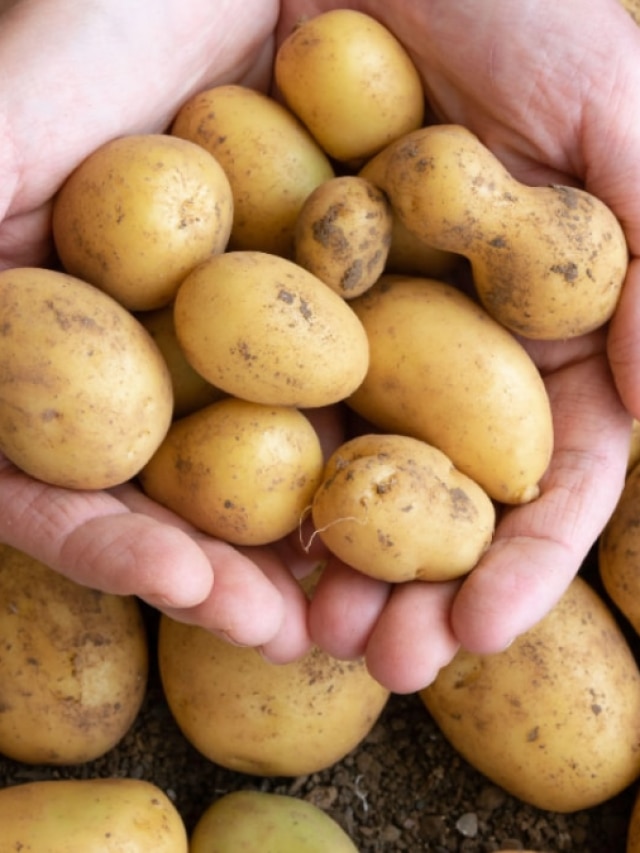 নতুন আলুর মোটা খোসা ছাড়ানো এতোটাই সহজ, জানলে এটাই ফলো করবেন