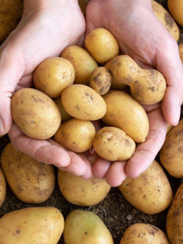 আলুর এই অংশ বিষ, কেটে বাদ দিন, এটা বড় বড় রাঁধুনিরাও জানেন না