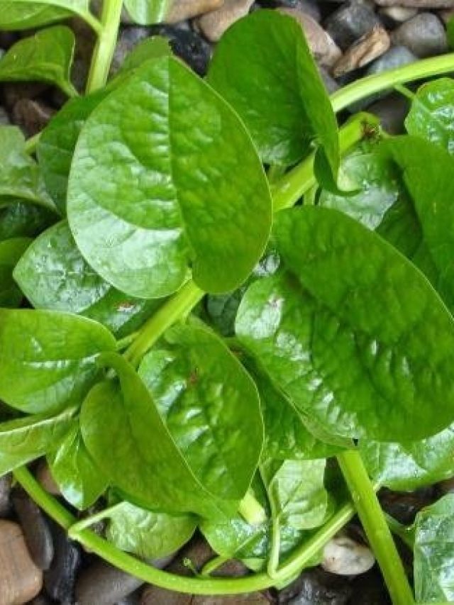 হাজার চেষ্টা করেও কমছে না ভুঁড়ি! শীতে এই ৫ শাক খেলেই গলবে চর্বি।