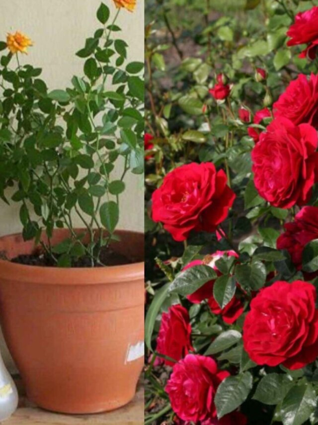 এক মাসেই টব ভরবে প্রচুর গোলাপে, খালি লাগবে একটা আলু