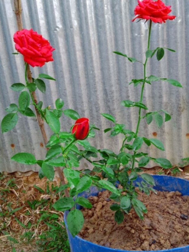 গোলাপ গাছ বাঁচে না? এই ভুলগুলি করছেন না তো?