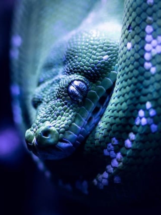 স্বপ্নে সাপ দেখলে কী হয়? জানুন অবাক করা তথ্য