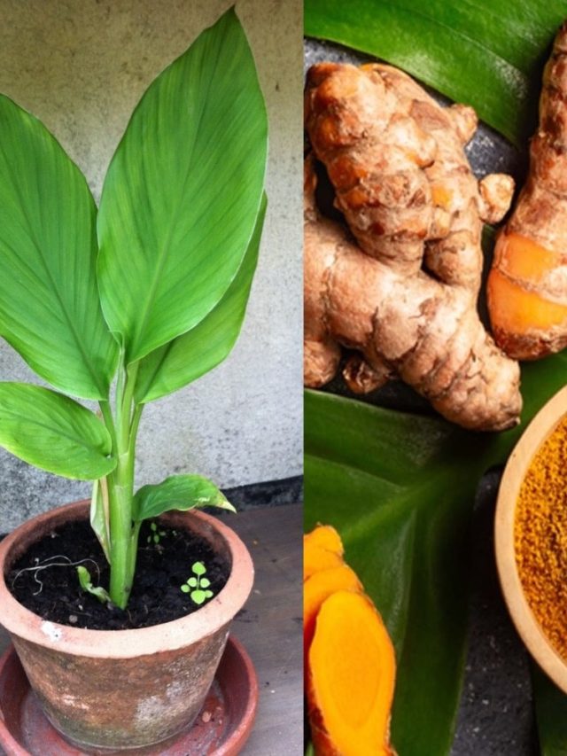 টবে ২০ দিনে ফলবে হলুদ, বছরভর খেয়ে ফুরোতে পারবেন না