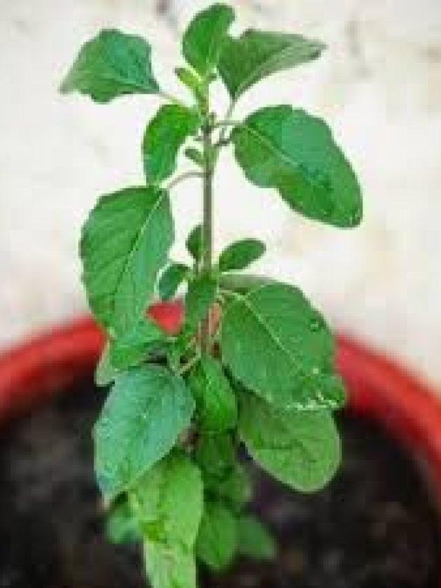 সব অ্যান্টাসিড ফেল, এই পাতা খেলেই বাপ বাপ বলে পালাবে অম্বল