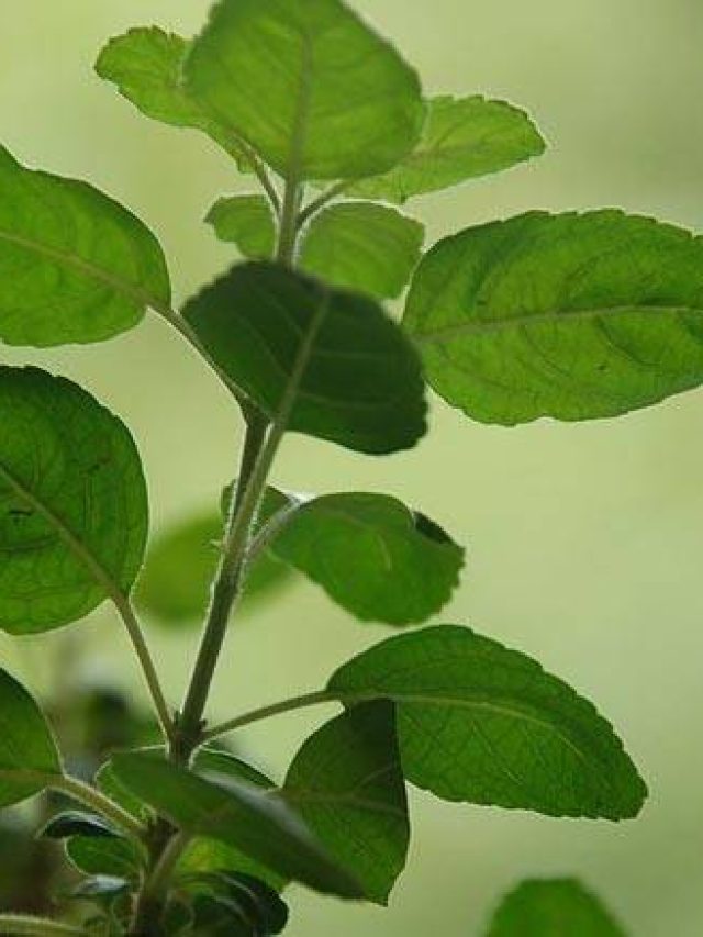 রাতে এই জায়গায় রাখুন ২টি তুলসী, টাকাই টাকা আকর্ষণ করবে