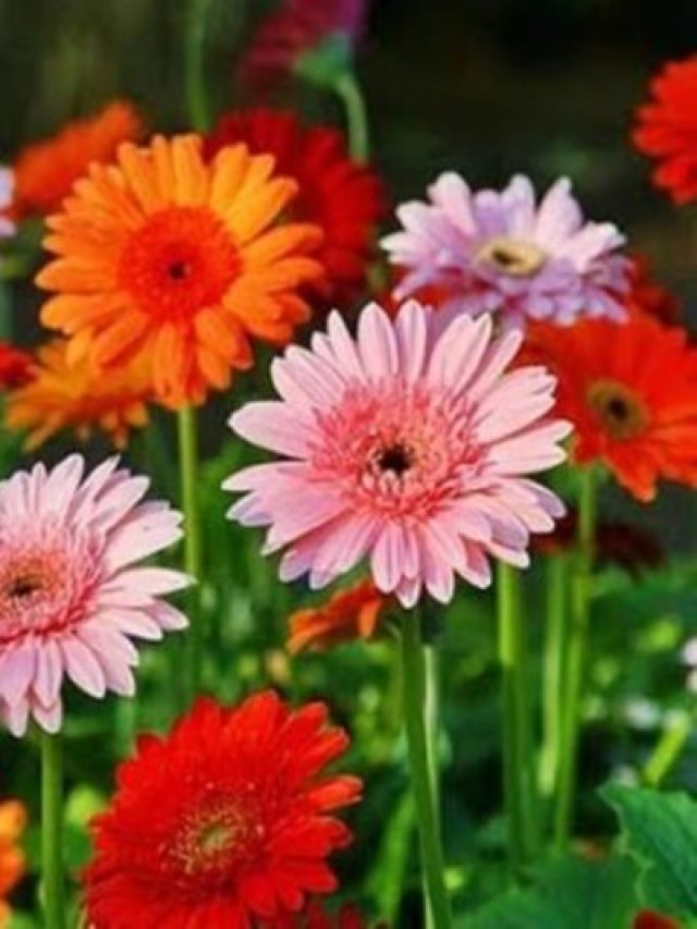 এই ৫ ফুলগাছেই ফিরবে ভাগ্য, বাড়িতে লাগালে হতে পারেন কোটিপতি