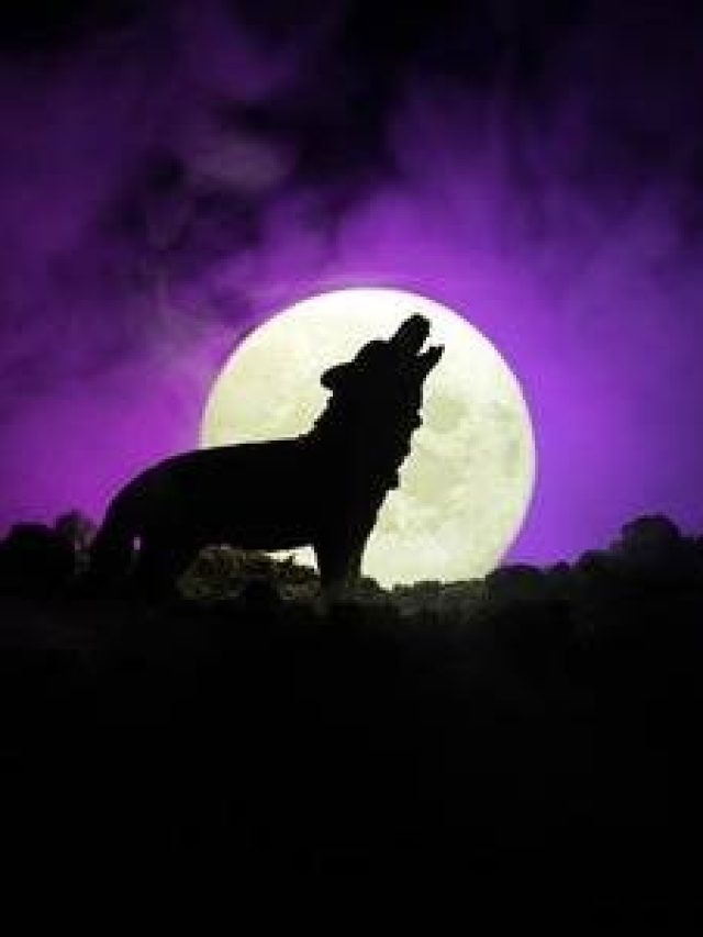 রোজ রাতে বাড়ির সামনে কুকুর কাঁদছে, কীসের ইঙ্গিত জানেন?