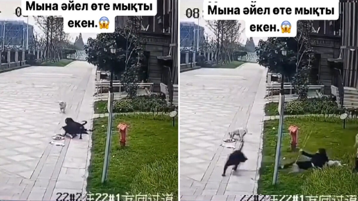 कुत्ते ने मां की गोद से छीनकर बच्ची को नोंचा, डरा देने वाला VIDEO वायरल