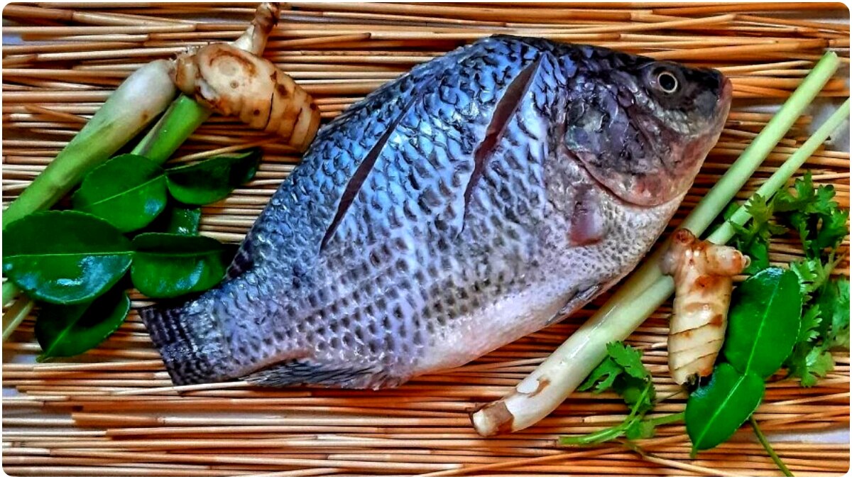 তেলাপিয়া বিদেশি মাছ, জানতেন? কবেকোত্থেকে এল?