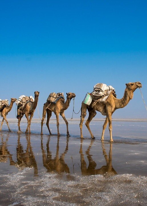 Types of Camels Found in the World