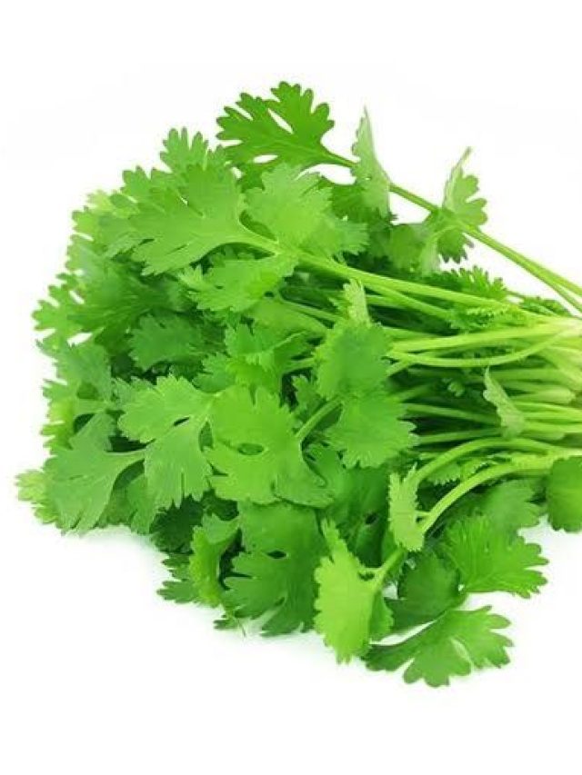 বাড়ায় জোশ-রান্নায় স্বাদ, শীতে মহৌষধ ধনেপাতা