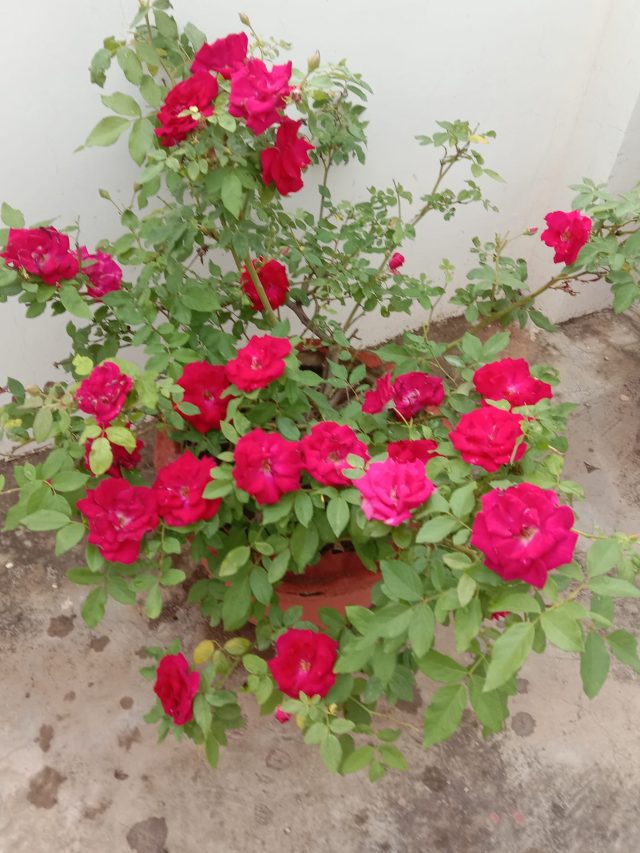 গোলাপ গাছের গোড়াতে দিন এই জিনিসগুলো, ফুল রাখার জায়গা পাবেন না