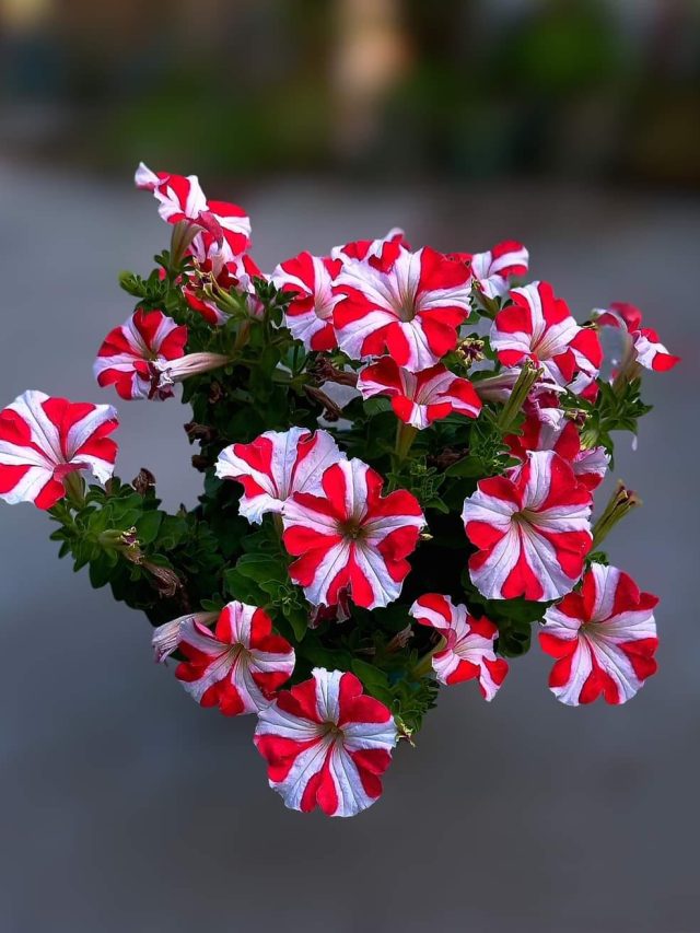 দাম মাত্র ৩০ টাকা, এটা গোড়াতে দিলেই ফুলে ফুলে ভরবে গাছ