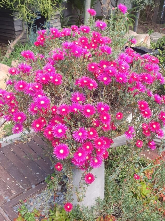 বাড়িতে তৈরি এই ৩ সার দিলেই শীতে গাছ ভরবে ফুলে ফুলে