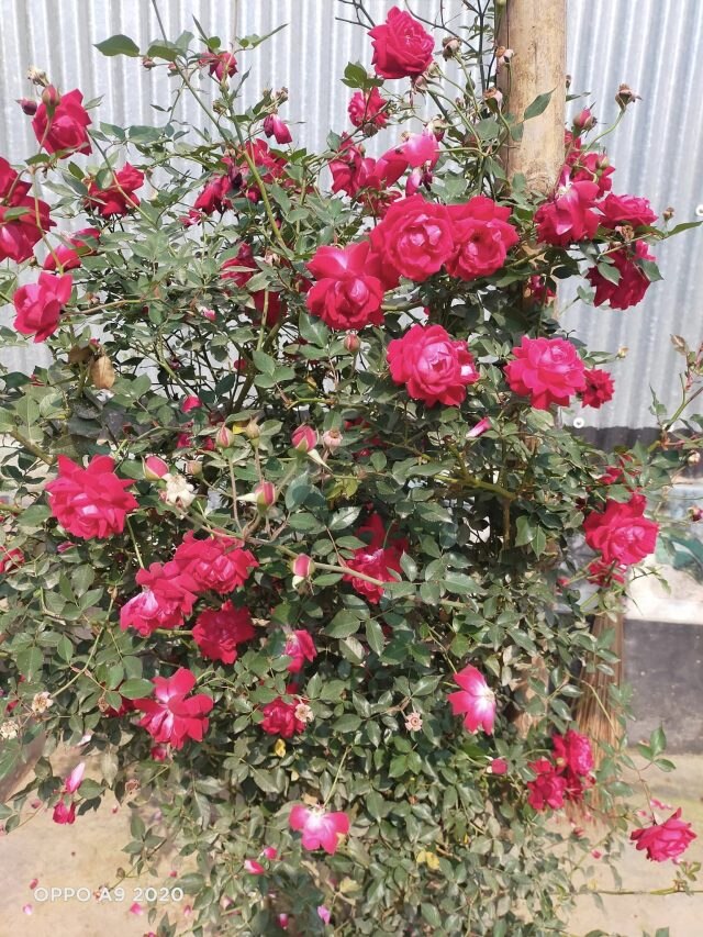 গোলাপ গাছে কুঁড়ি আসছে না? এই জিনিসটি গোড়াতে দিলেই 'খেলা হবে'