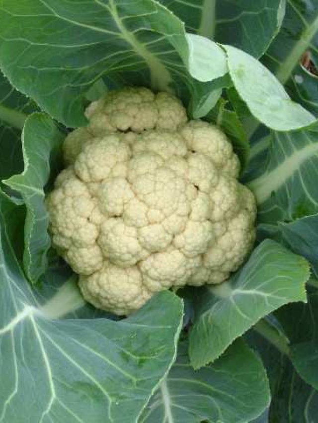 এসব মানুষ ভুল করেও ফুলকপি খাবেন না, বড় ক্ষতি হতে পারে