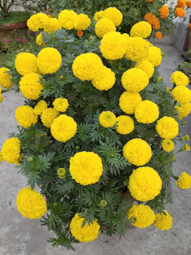 শুকনো মালা থেকেই তৈরি হবে নতুন গাঁদা গাছ, জানুন নার্সারির ট্রিকস