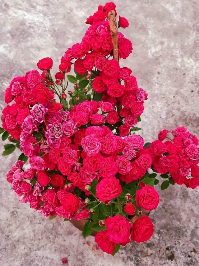 ফুলে ছেয়ে যাবে গোলাপ গাছ, শুধু গোড়ায় দিন এই ৬ জিনিস