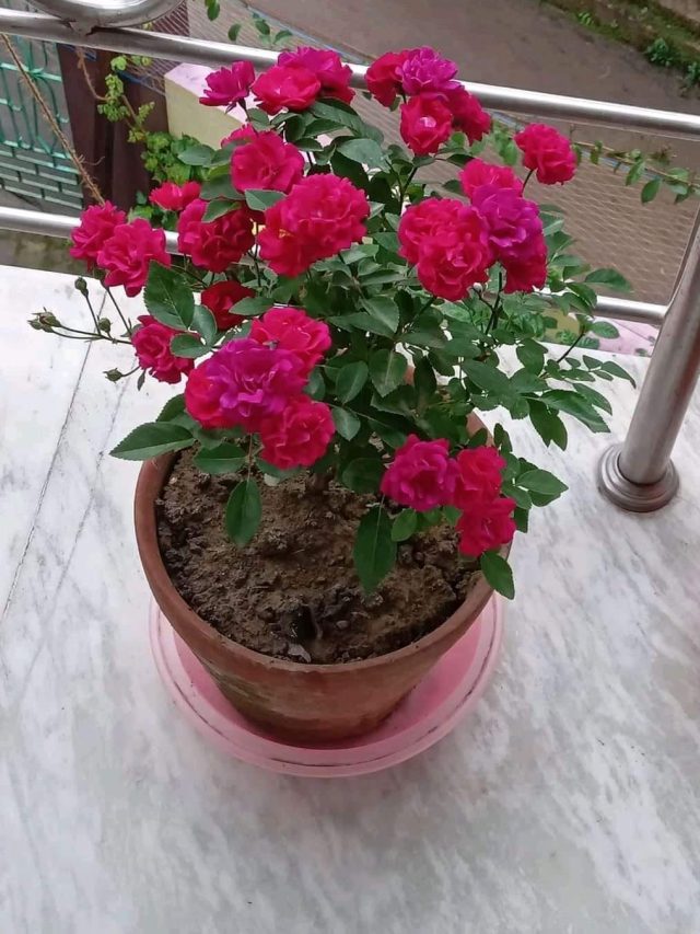 মাত্র ১০ টাকায় ম্যাজিক, তাহলেই বাগান ভরবে গোলাপ ফুলে