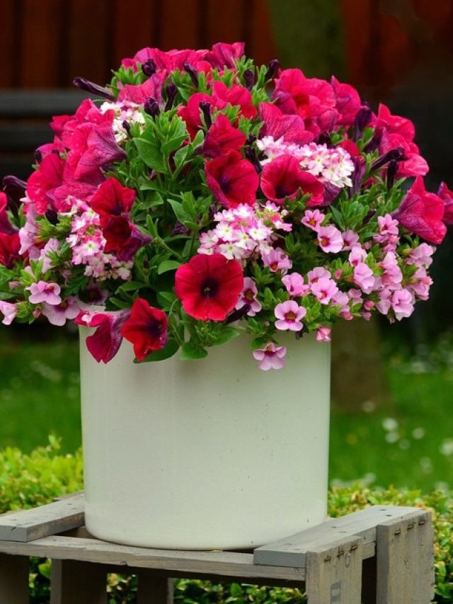 পিটুনিয়া গাছের যত্ন নিন এভাবে, ফুলে ফুলে বাগান হবে স্বর্গ