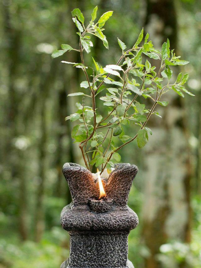 বাড়ির এই ৫ জায়গায় তুলসী গাছ রাখবেন না, সুখ-সমৃদ্ধি পালিয়ে যাবে