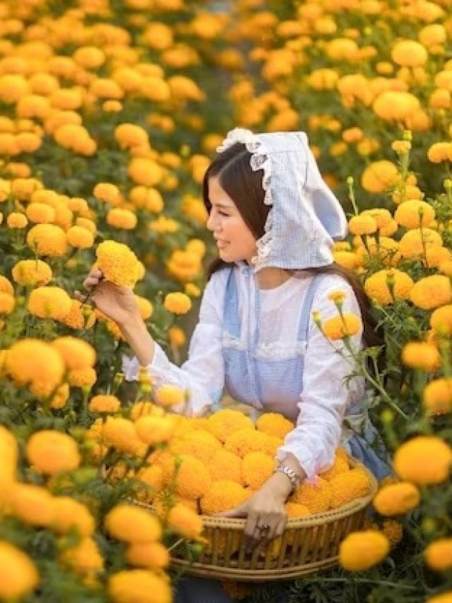 স্কিনের সব সমস্যার সমাধান  গাঁদা ফুলের তেল, বাড়িতেই বানিয়ে নিন