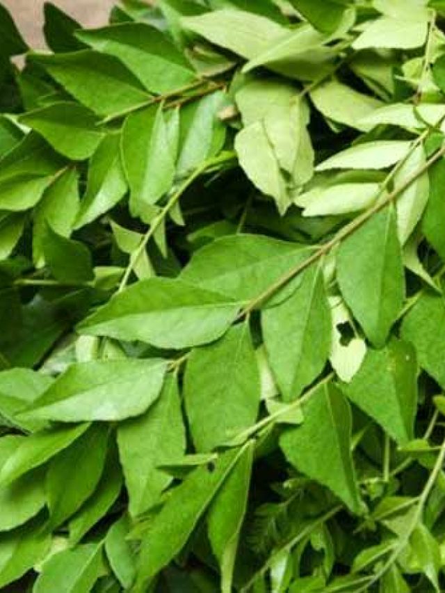 বাড়িতে কারিপাতা গাছ আছে? বাস্তু মতে শুভ কিনা জানুন