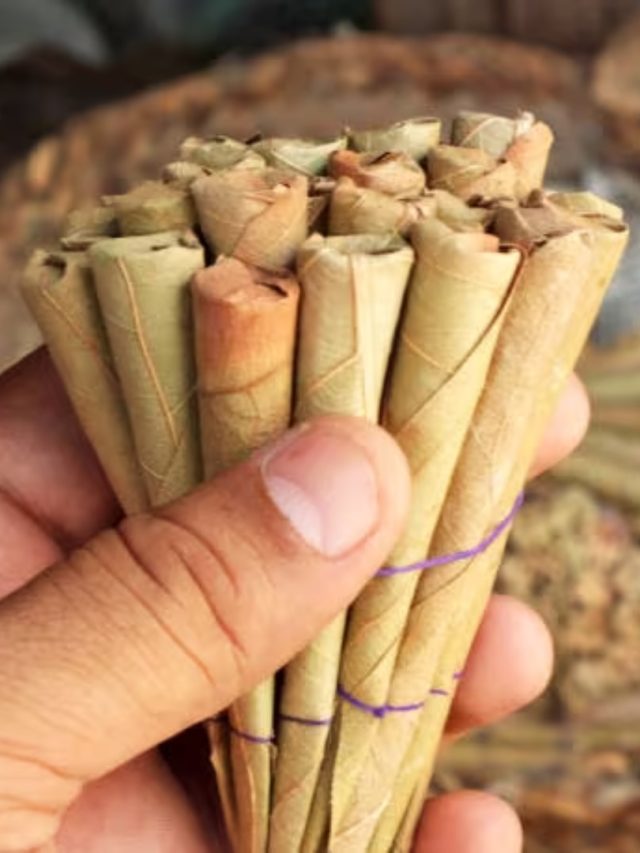 খুশখুশে কাশি কমছেই না? এই পাতার ‘বিড়ি'-তে নিরাময়