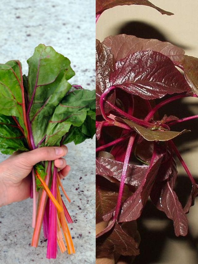 শীতে লাল না পালং, কোন শাক উপকারী?