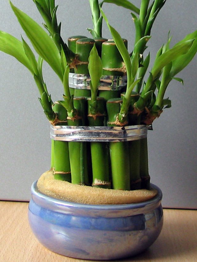 ফেং সুই মেনে বাড়িতে রাখুন এই গাছ, টাকার বৃষ্টি থামবে না