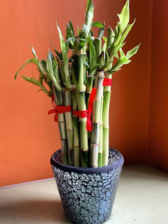 এসি কেনার টাকা নেই? এই ৩ গাছ লাগিয়ে জলের দরে ঠান্ডা রাখুন ঘর