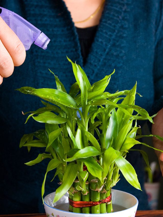 বাড়ির কোন দিকে চাইনিজ ব্যাম্বুরাখা লাকি? বাস্তু নিয়ম জানুন