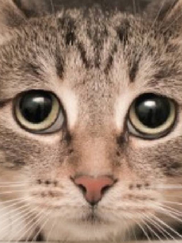 বিড়াল কাঁদলে কি সত্যিই খারাপ কিছু ঘটে? জানুন