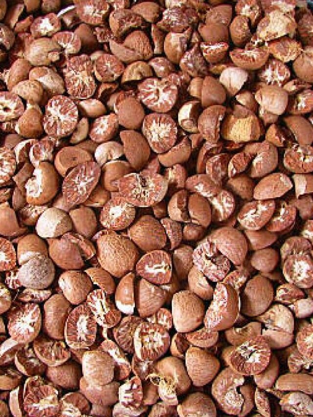 সুপারি চিবিয়ে খেলে ৬ বিরাট লাভ শরীরের, জানলে চমকে যাবেন