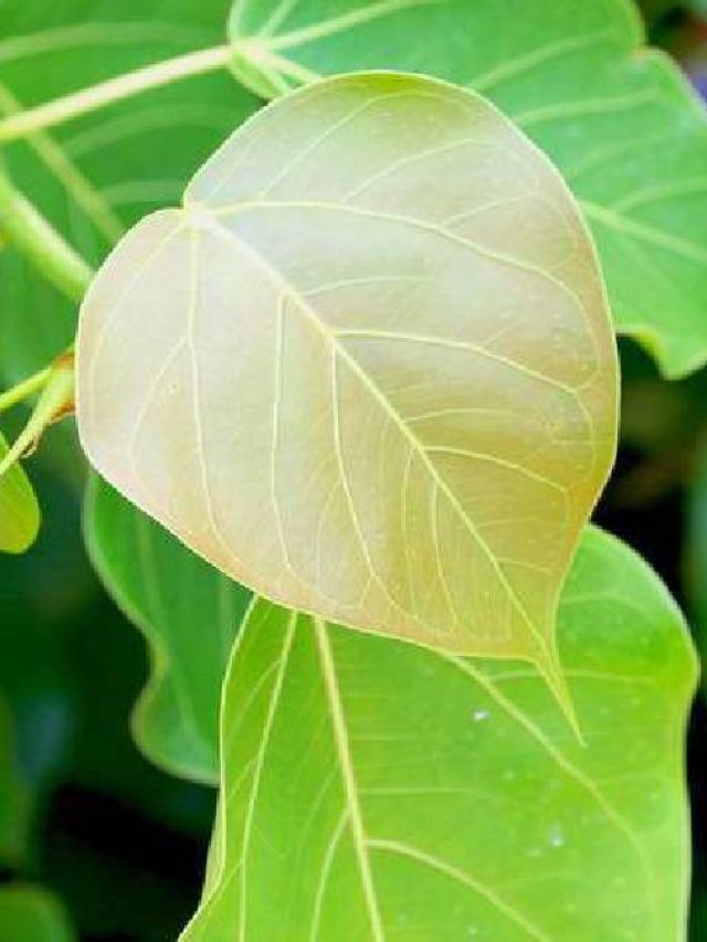 শোওয়ার সময় বালিশের নীচে রাখুন অশ্বত্থ পাতা, শীতকালেও 'খেলা হবে'