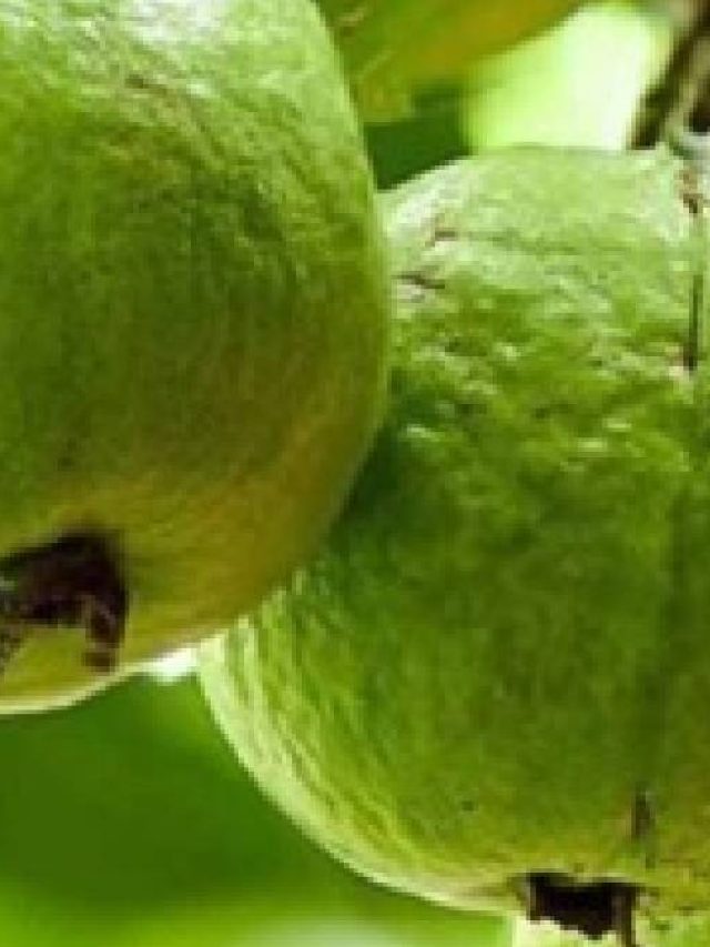 পেয়ারায় আছে 'বিষ', কেন খাবেন না? জানুন