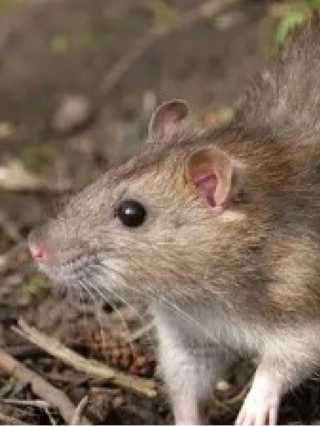 ঘরে ইঁদুরের রাজত্ব? এই জিনিসগুলি রাখলেই পালাবে