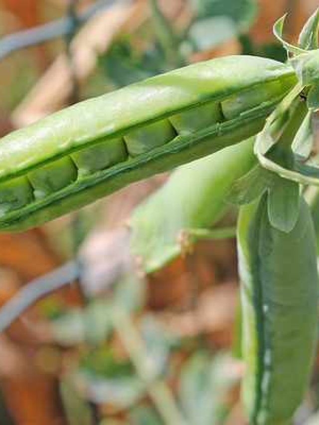 বাড়িতেই হবে মিষ্টি স্বাদের কড়াইশুঁটি, কীরকম টব নেবেন?