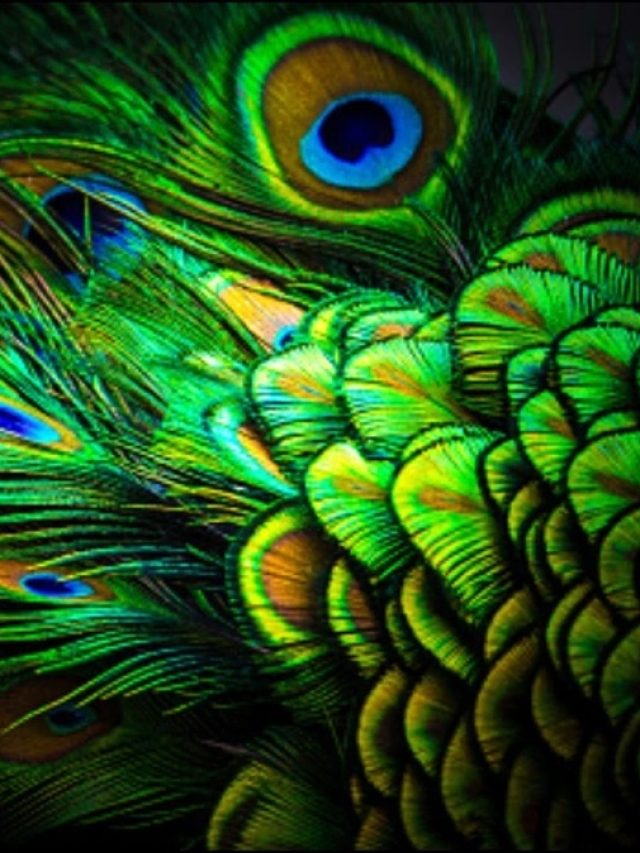 বাড়ির এই স্থানে রাখুন ময়ূরের পালক, তাহলেই কেল্লাফতে