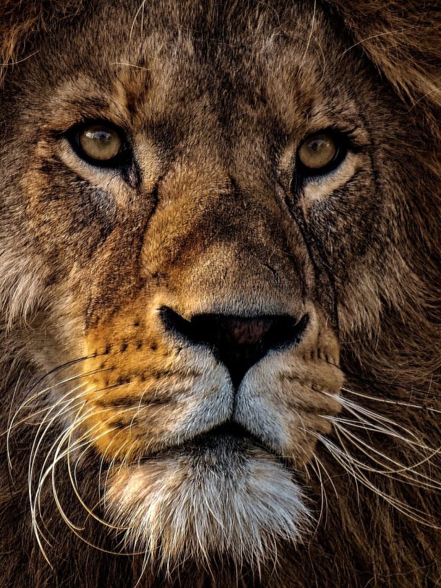 সিংহের এই ৩ গুণ রপ্ত করলে পৃথিবীতে রাজ করবেন, শিখুন চাণক্য টিপস