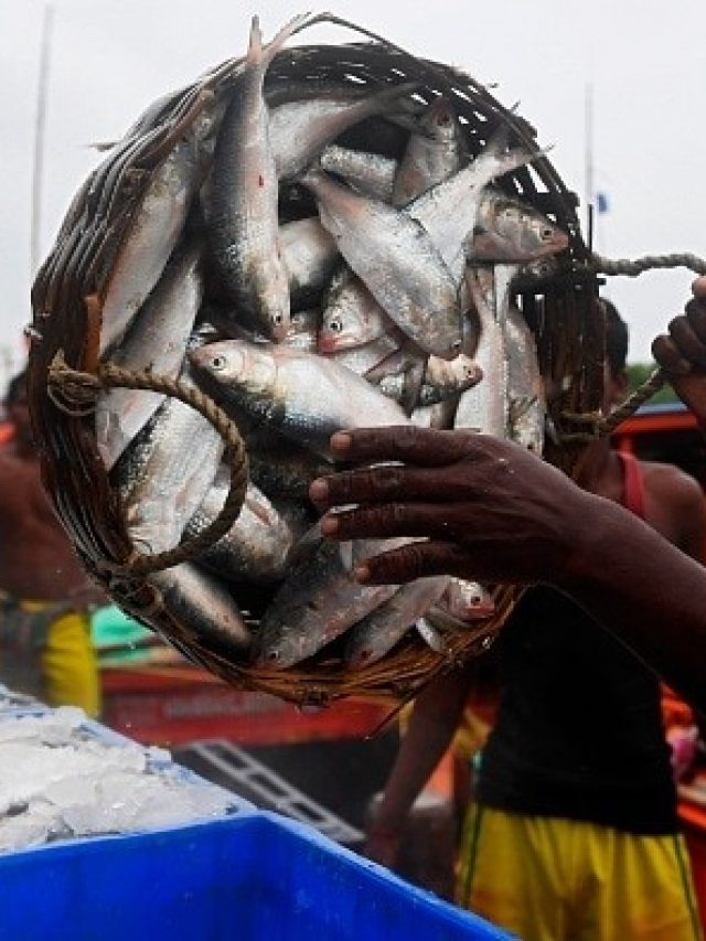 মাছের আঁশ পেটে গেলে কী হয়? জানলে অবাক হবেন