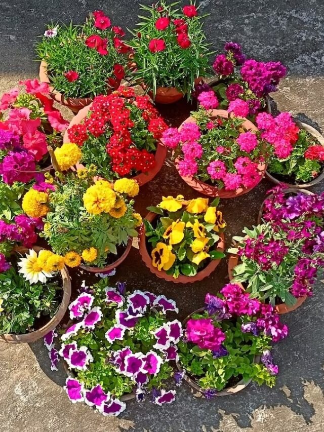 বাড়িতে ফুলগাছের বীজ এভাবে তৈরি করুন, নার্সারিতে যেতেই হবে না